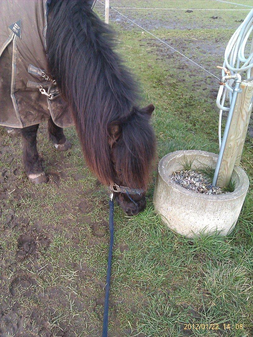 Islænder Nebbi vinkærgård billede 4