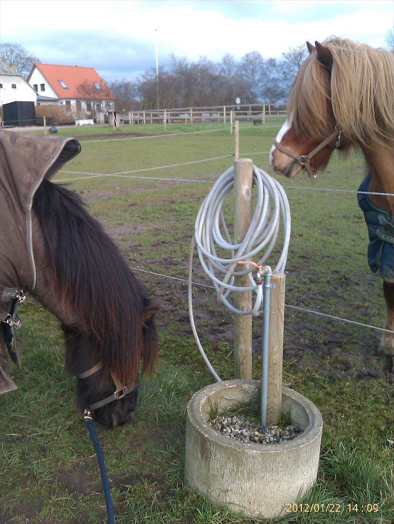 Islænder Nebbi vinkærgård billede 5