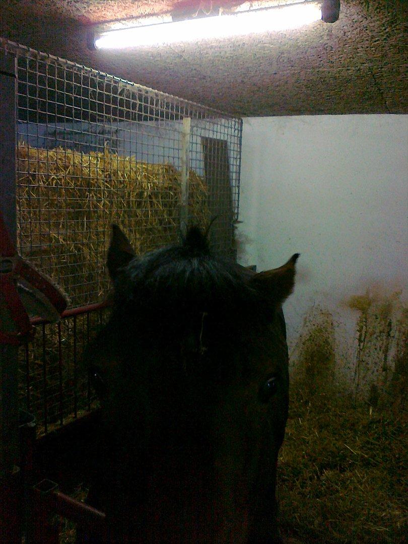 Anden særlig race Zoya - Ikke så langtid siden jeg fik Zoya billede 11