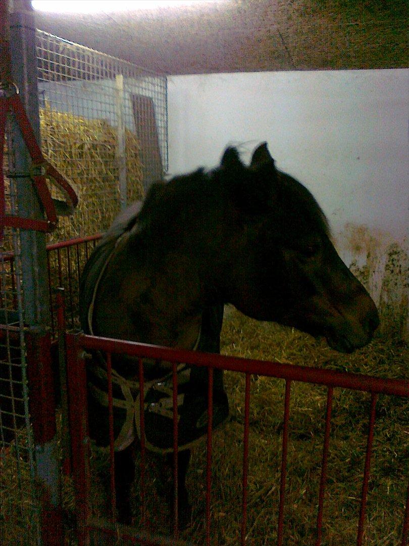 Anden særlig race Zoya - Igen billede 12