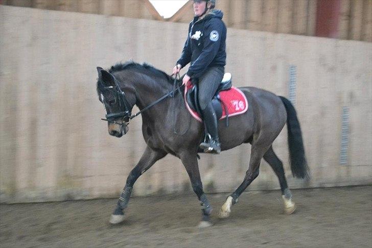 New Forest HAMBORGS EXPRESS - Polle <3 2012. billede 10