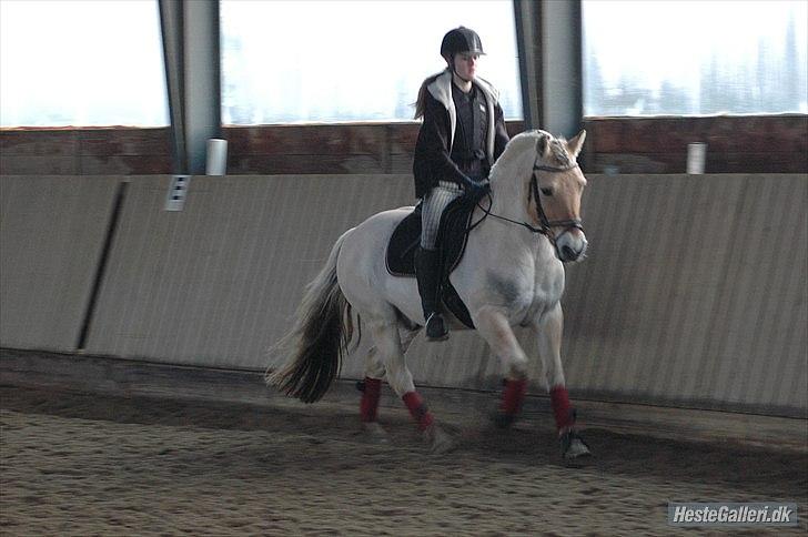 Fjordhest Aslaug *STJERNE* - Dressurtræning, højregalop JANUAR 2012 *Foto: Ida* billede 6