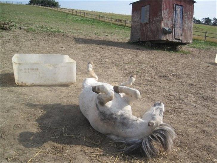 Anden særlig race Plet billede 11