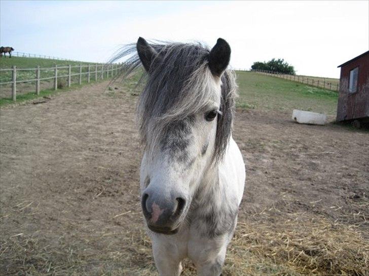 Anden særlig race Plet billede 12