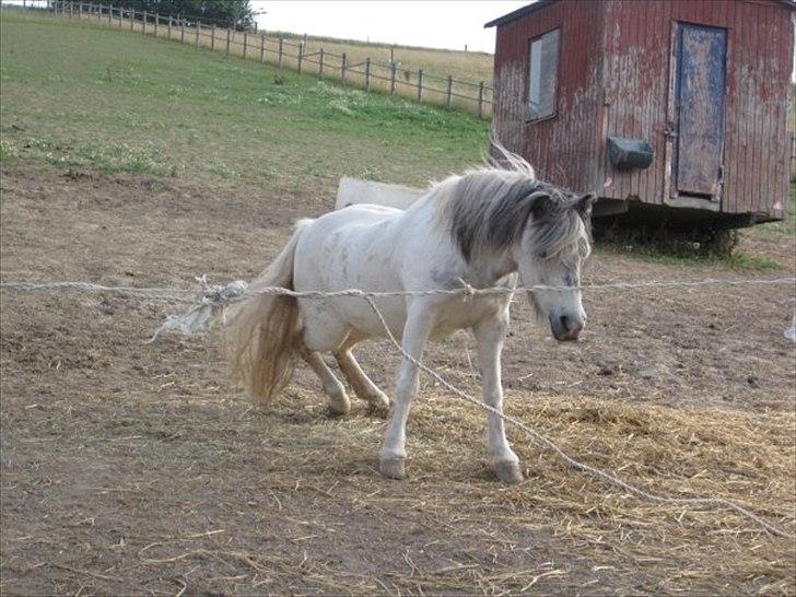 Anden særlig race Plet billede 13