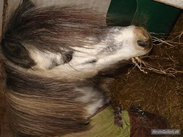 Anden særlig race Plet billede 14