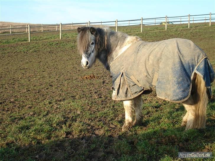 Anden særlig race Plet - Til døden os skiller, er ikke det rigtige ord. For mig er vi venner langt længere end til det <3 billede 15