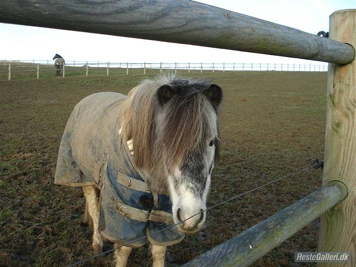 Anden særlig race Plet billede 16