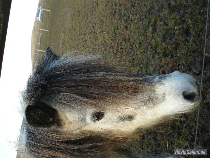 Anden særlig race Plet billede 1