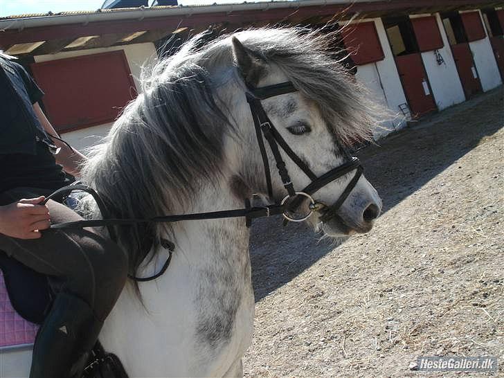 Anden særlig race Plet billede 17