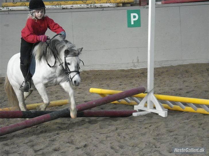 Anden særlig race Plet billede 18