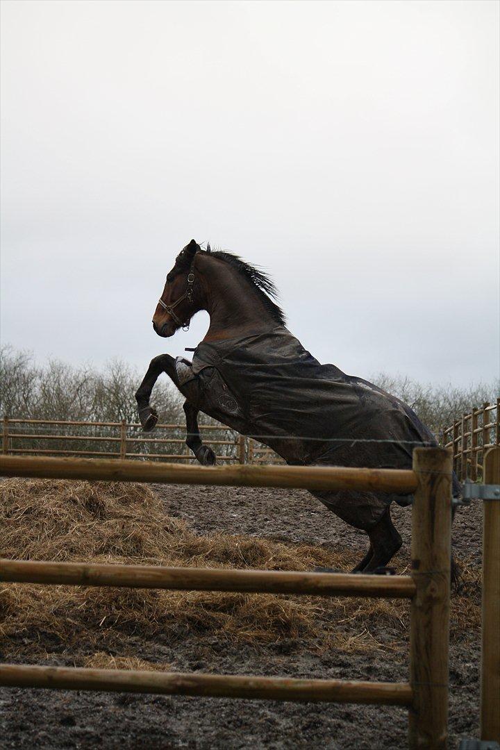 Anden særlig race Skærbækgårds Diego - Diego på fold Foto : Mig billede 10