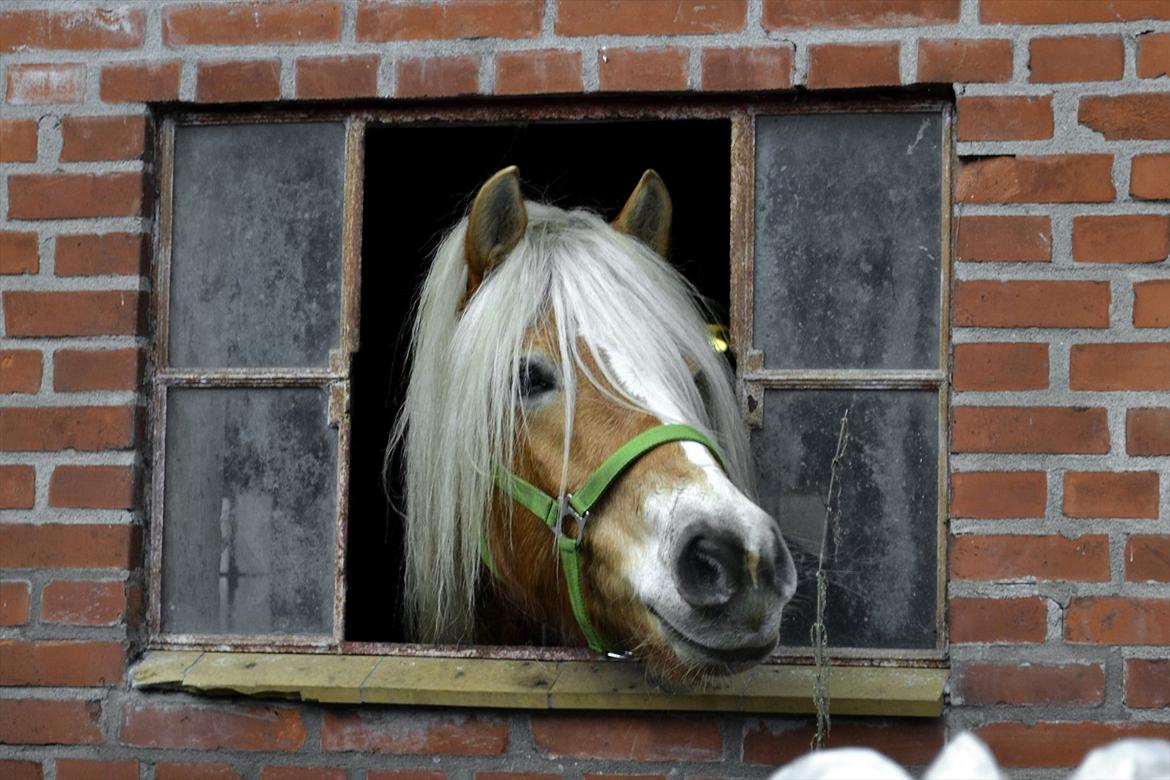 Haflinger † Gabora <3 † - 8. januar, 2012.. <3 Mit sidste billed af Gabora.  billede 20