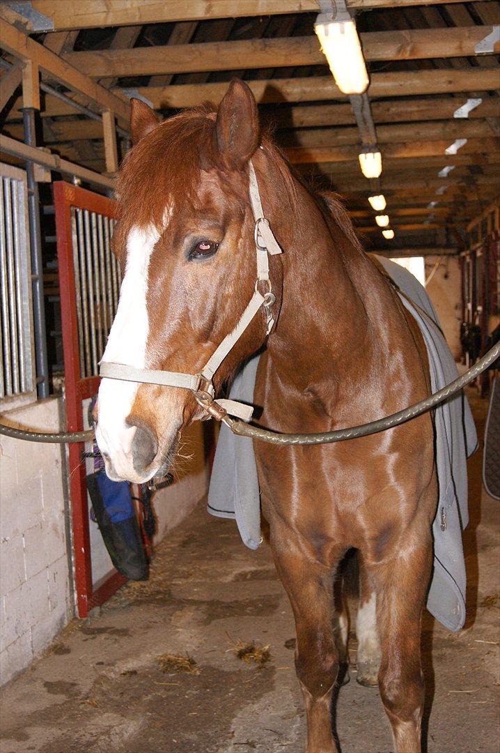 Anden særlig race Aksel<3 billede 2