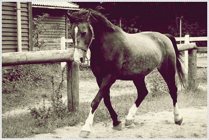 Anden særlig race Solly - <3 billede 2