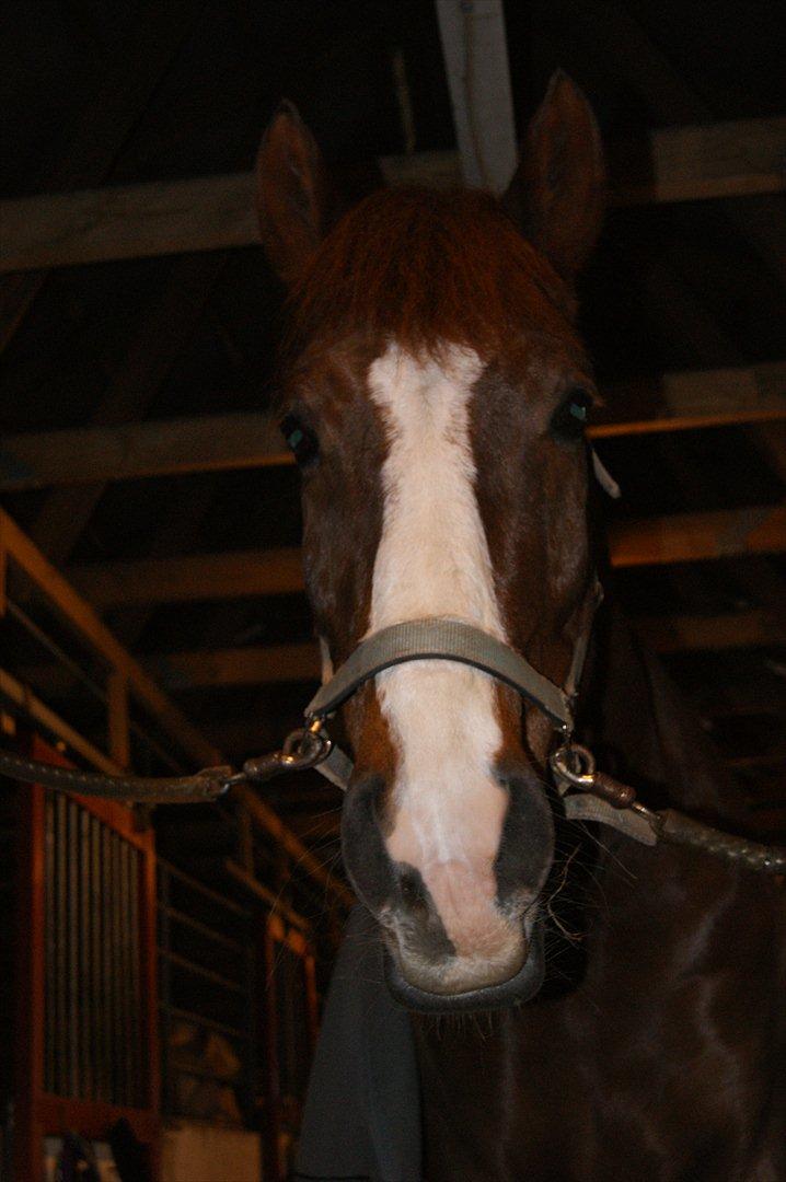 Anden særlig race Aksel<3 billede 3