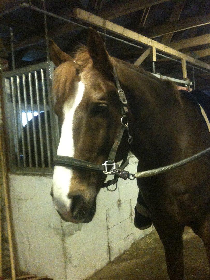 Anden særlig race Aksel<3 billede 5