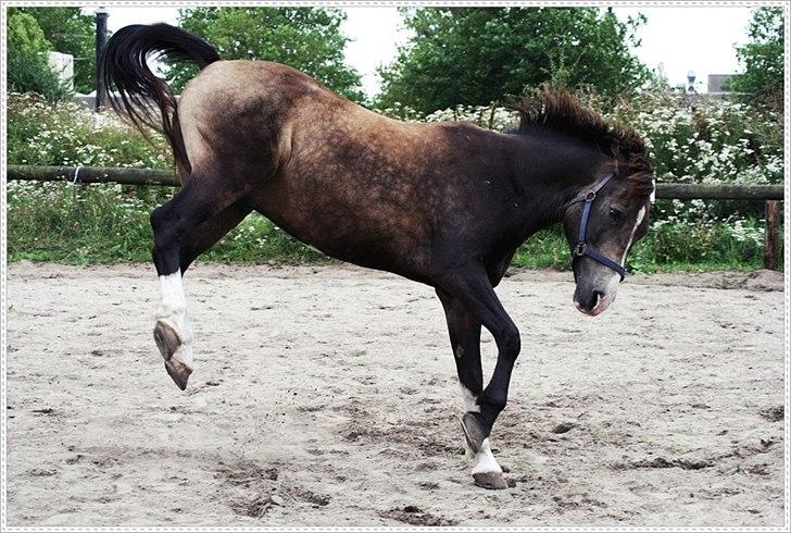 Anden særlig race Solly - Crazy, but you like it. billede 4