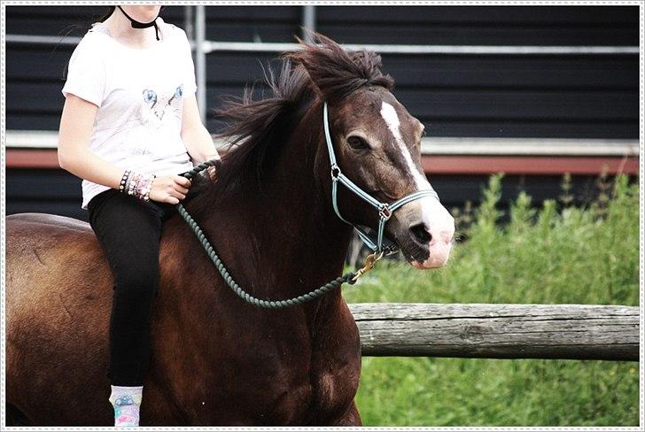 Anden særlig race Solly - Sommer 2011. billede 3