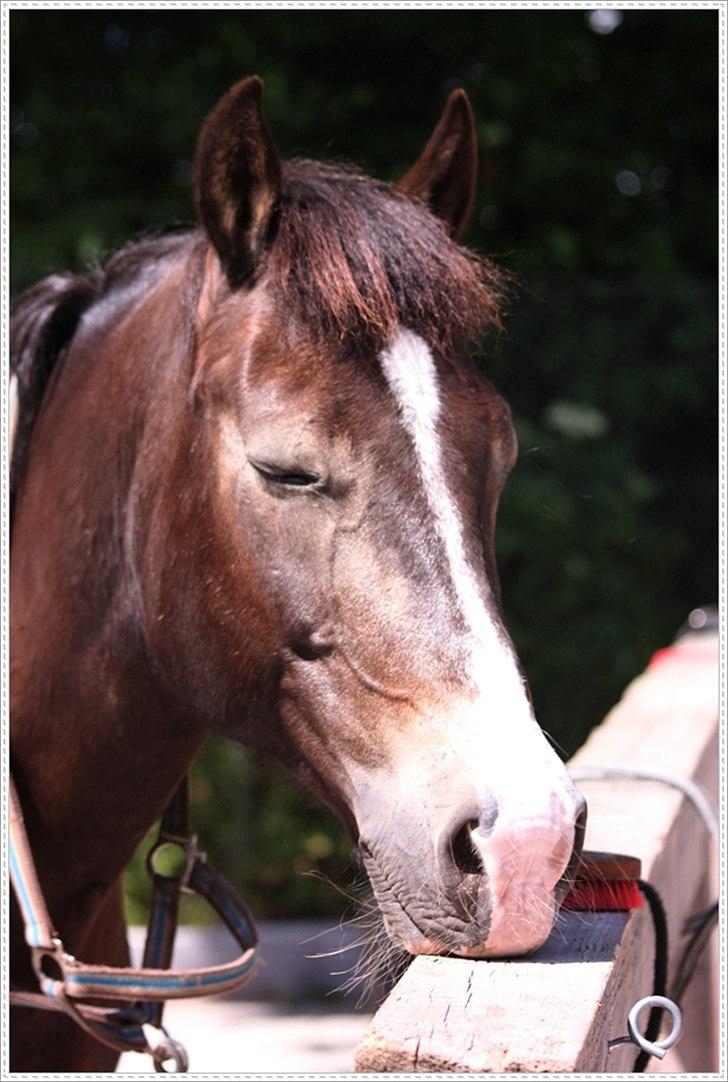Anden særlig race Solly - Gammel og træt. <3 billede 6