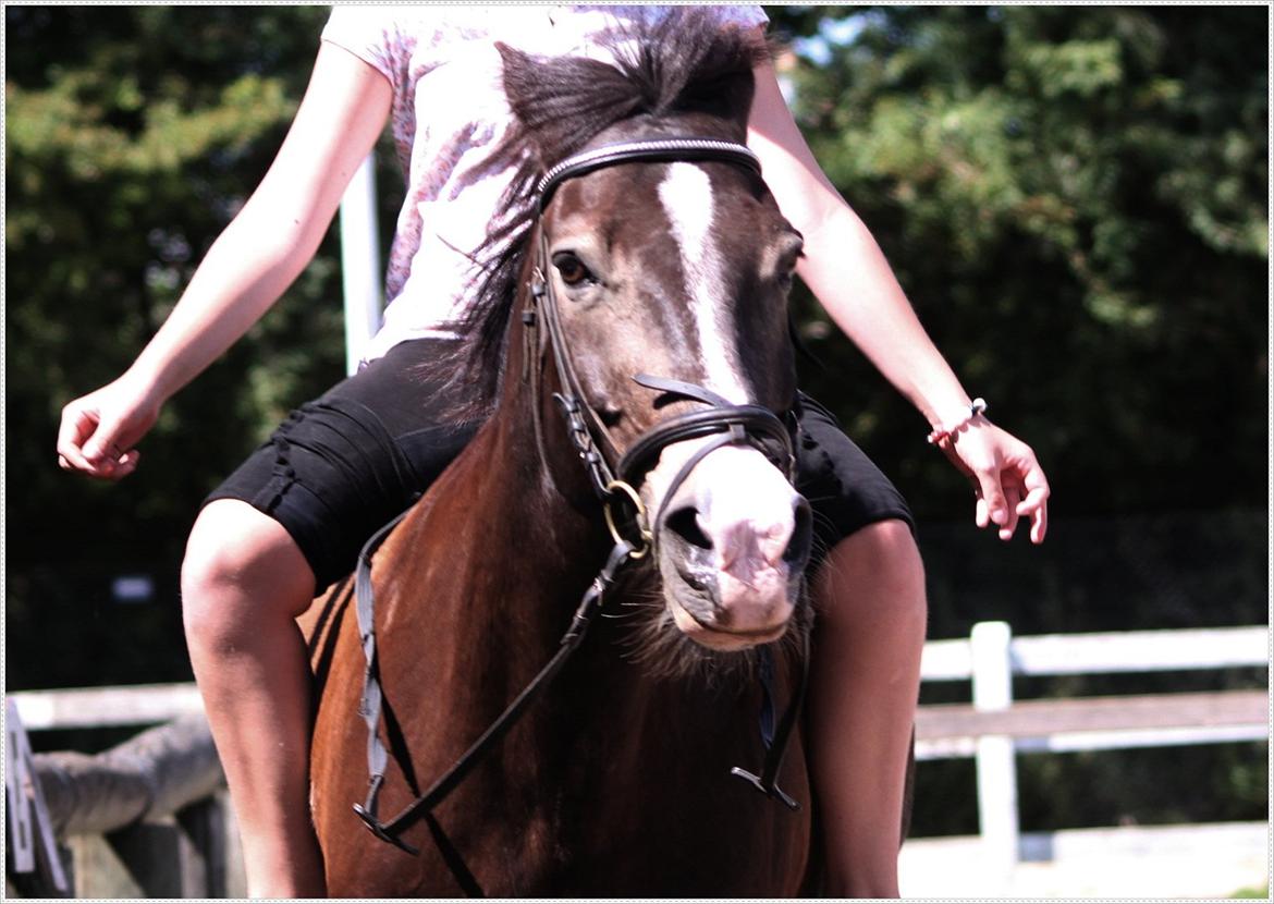 Anden særlig race Solly billede 7