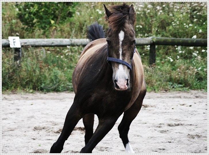 Anden særlig race Solly billede 11