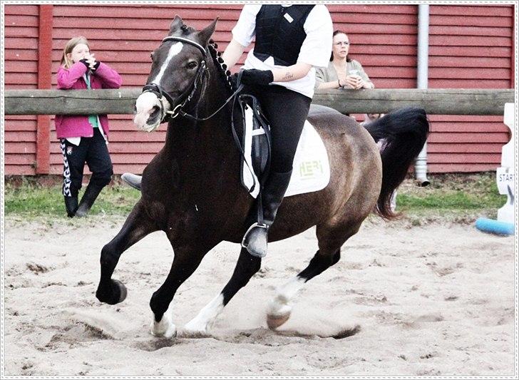 Anden særlig race Solly billede 9