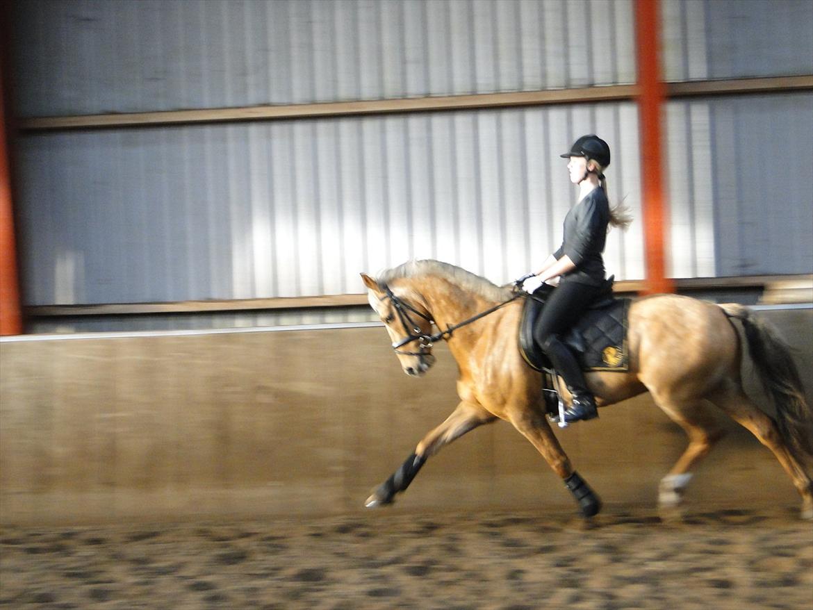 Anden særlig race Golden Star B-PONY billede 3