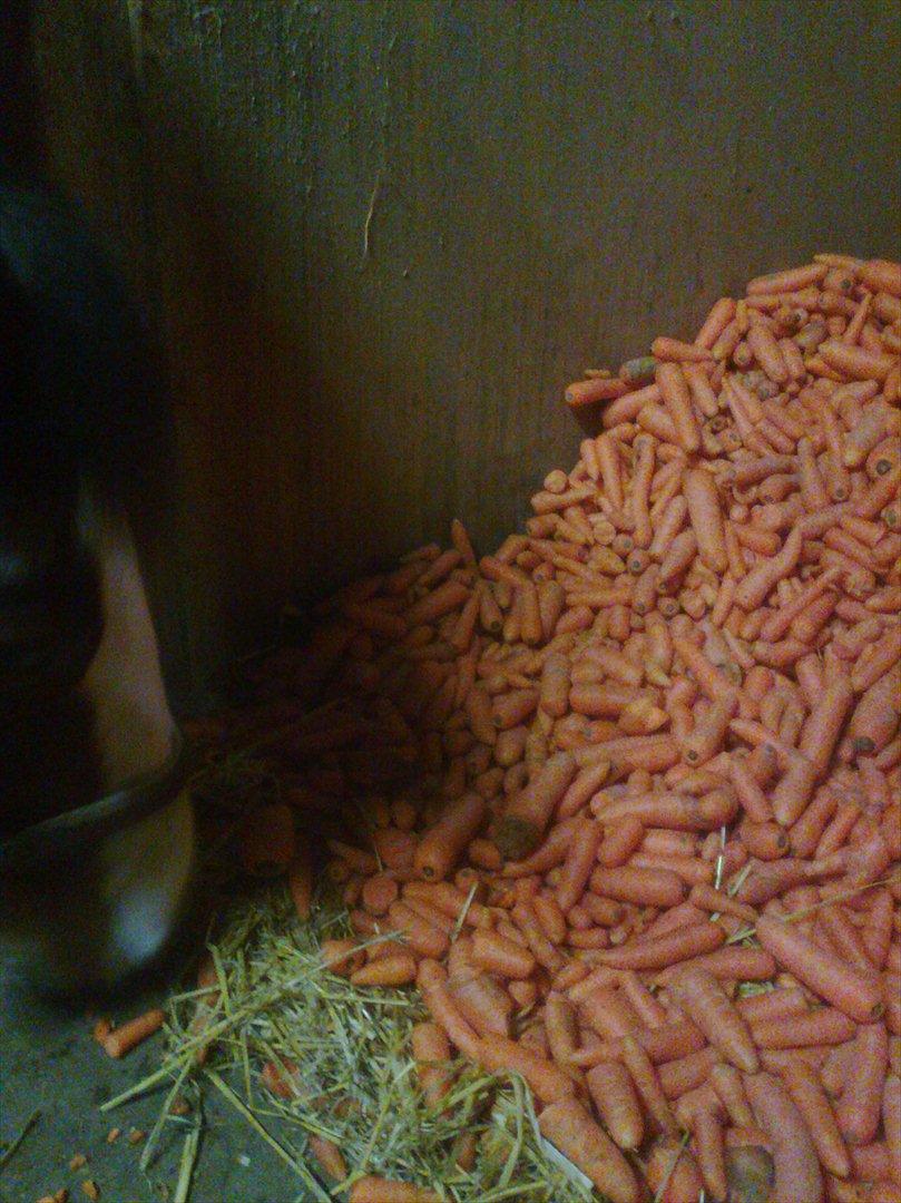 Hollandsk Varmblod Bonita billede 7