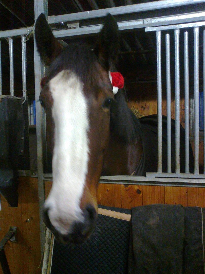 Hollandsk Varmblod Bonita billede 8