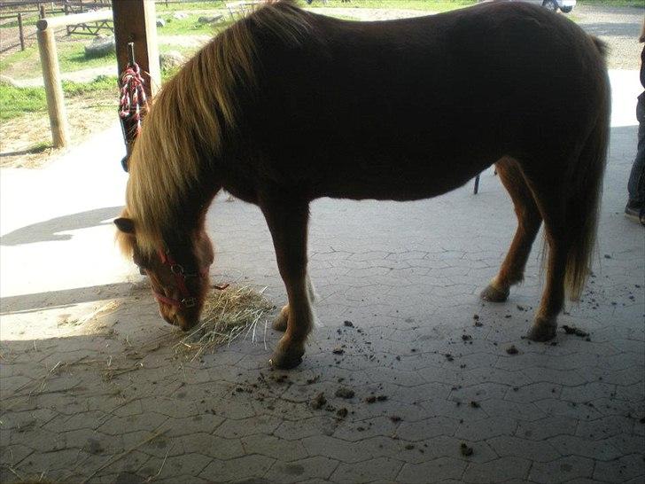 Islænder Litla-Rosa fra Stenbjerg billede 1