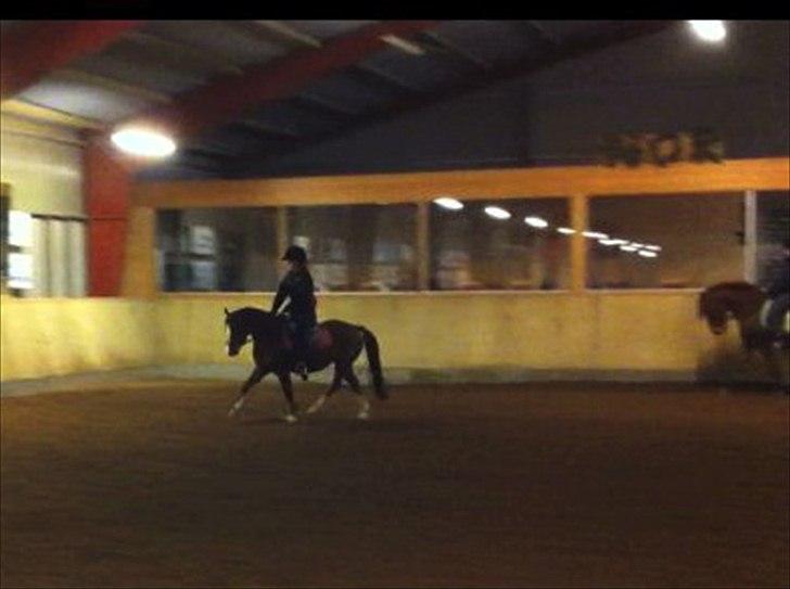 Welsh Pony af Cob-type (sec C) DON JUNIOR billede 11