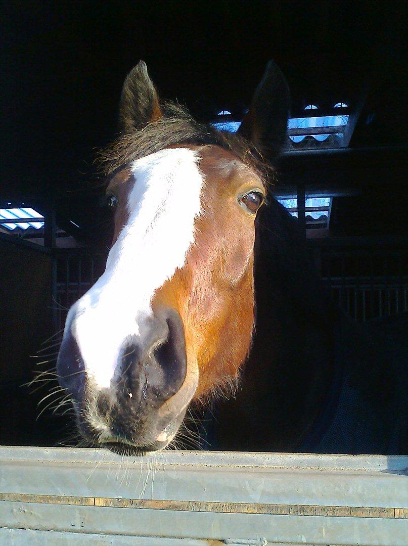 Hollandsk Varmblod Bonita billede 4