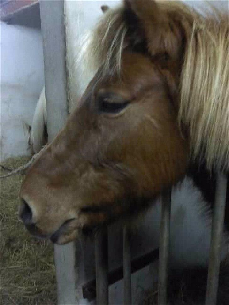Islænder Litla-Rosa fra Stenbjerg billede 2