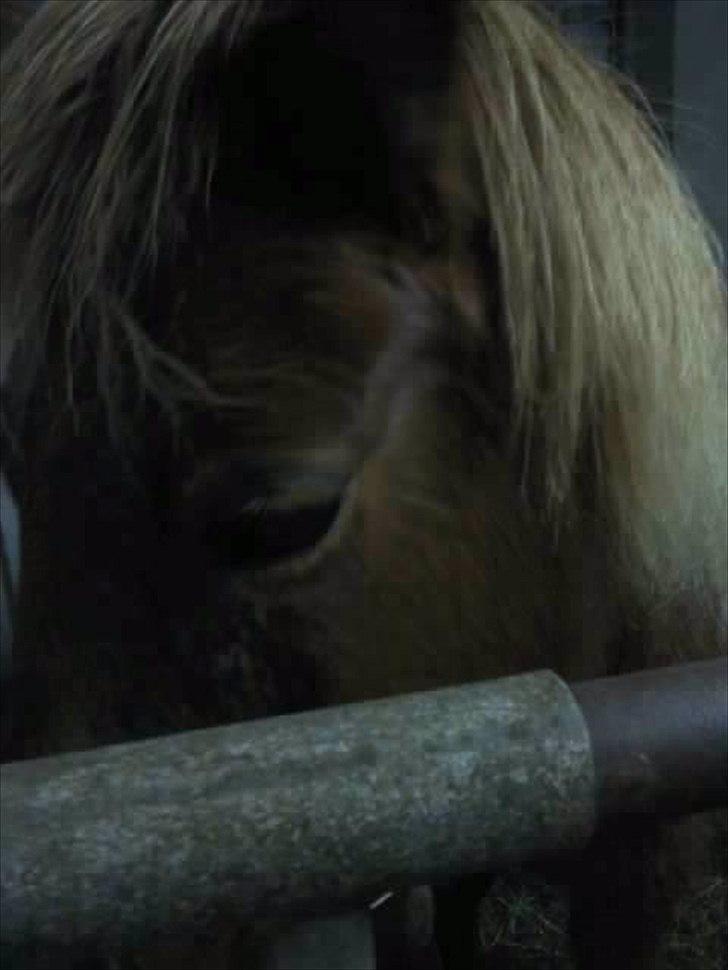 Islænder Litla-Rosa fra Stenbjerg billede 3