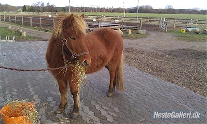 Islænder Litla-Rosa fra Stenbjerg billede 4
