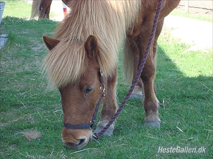 Islænder Litla-Rosa fra Stenbjerg billede 5