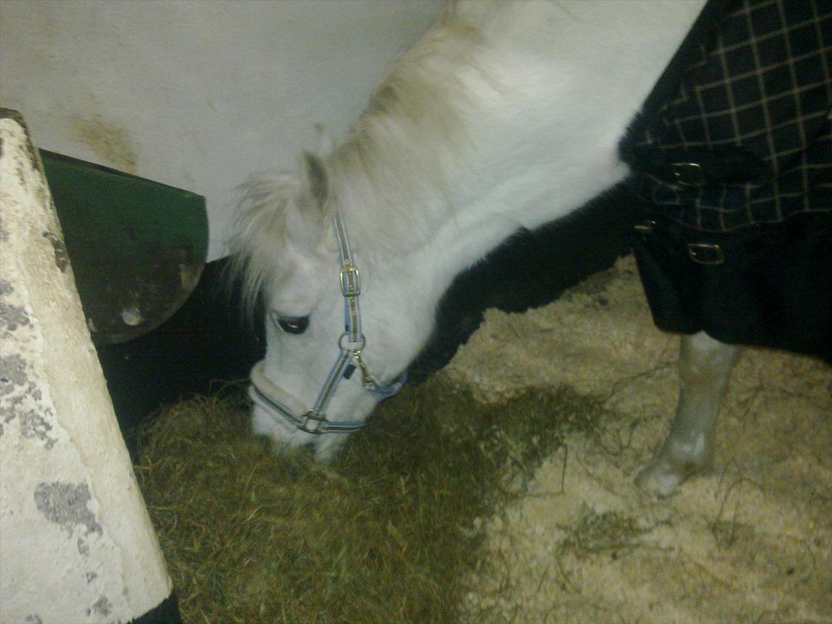 Welsh Pony (sec B) Fjordager Demsy - 1. dag i sin nye boks billede 5