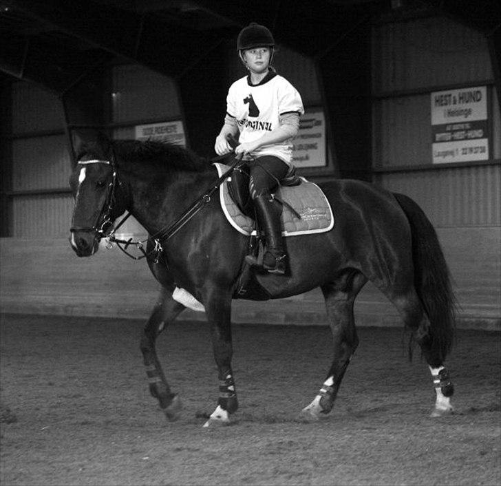 Anden særlig race Huntelaar billede 12