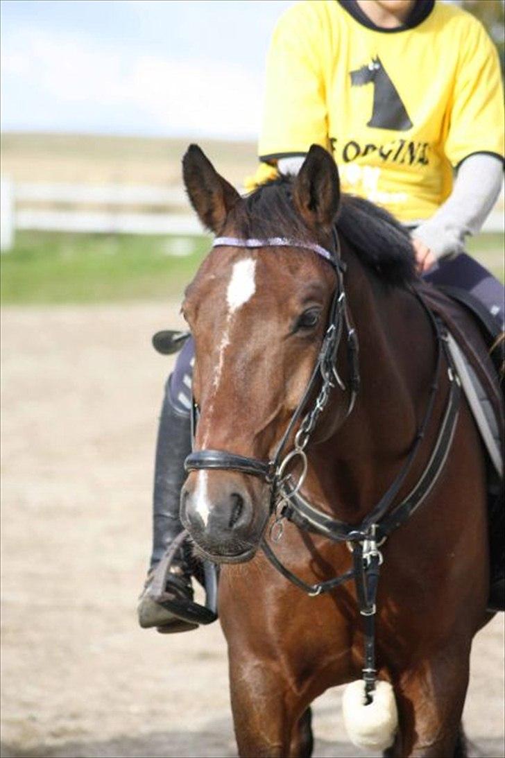 Anden særlig race Huntelaar billede 17