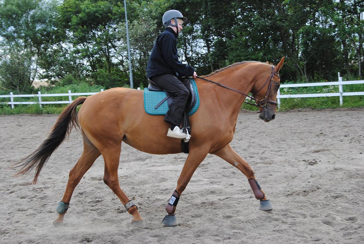 Trakehner Herbstrose - mig på rose for knap 2 år siden! billede 16