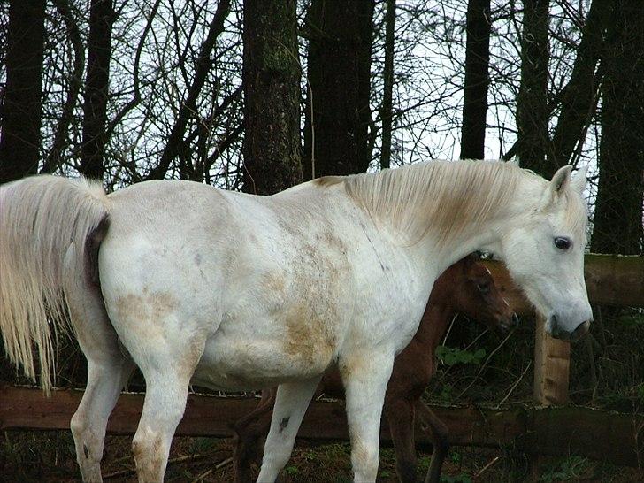 Arabisk fuldblod (OX) Faxline - rip 2016 - 22.01.12...lige født Havannah billede 19