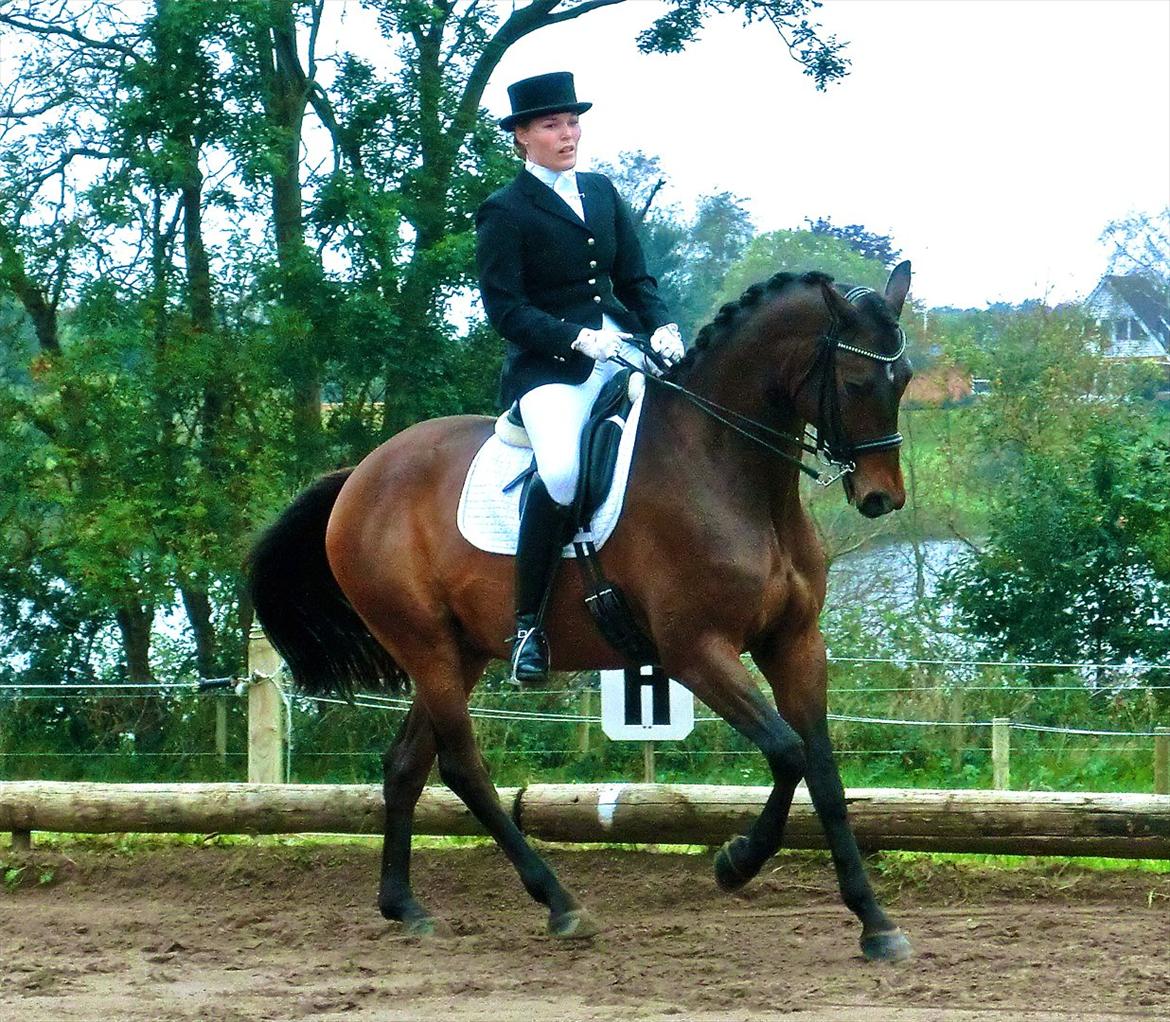 Trakehner Burberry - MB2, EBR C-stævne - September 2011 billede 4