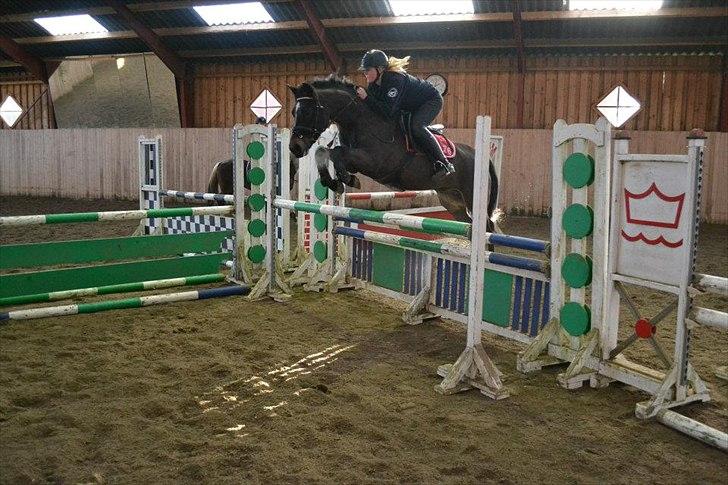 New Forest HAMBORGS EXPRESS - Se lige et overskud! Søøøøødpony! billede 11