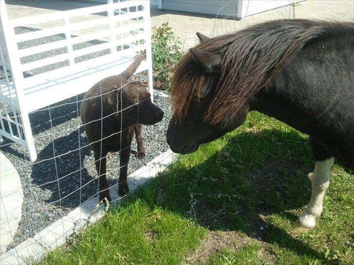 Shetlænder Stjernens Player billede 2