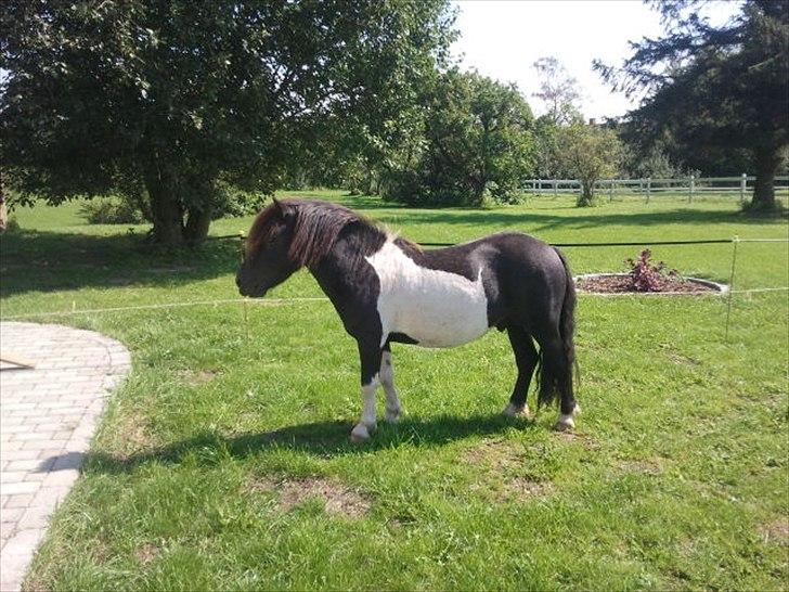 Shetlænder Stjernens Player billede 1