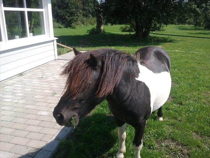 Shetlænder Stjernens Player billede 3