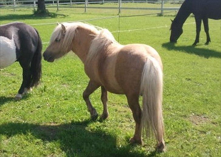 Shetlænder Stjernens Percy billede 1