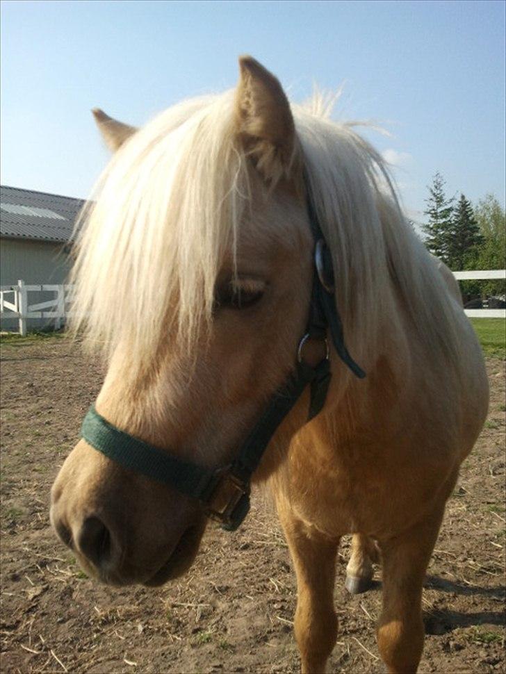 Shetlænder Stjernens Percy billede 2