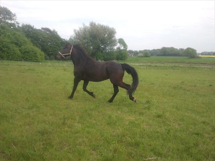 Anden særlig race shaion billede 1